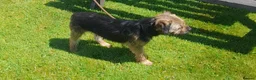 Border Terrier dogs for stud: At stud ,oxcroft Galloway  in Lockerbie - Advert 5