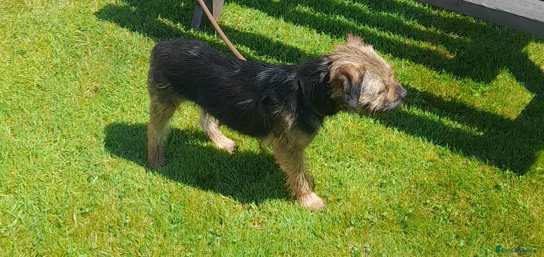 Border Terrier dogs for stud: At stud ,oxcroft Galloway  in Lockerbie - Advert 5