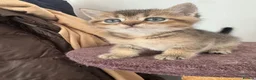 British Shorthair cats for sale: 🐱❤️ Beautiful Kittens Looking for Loving Homes! in Surbiton - Advert 12
