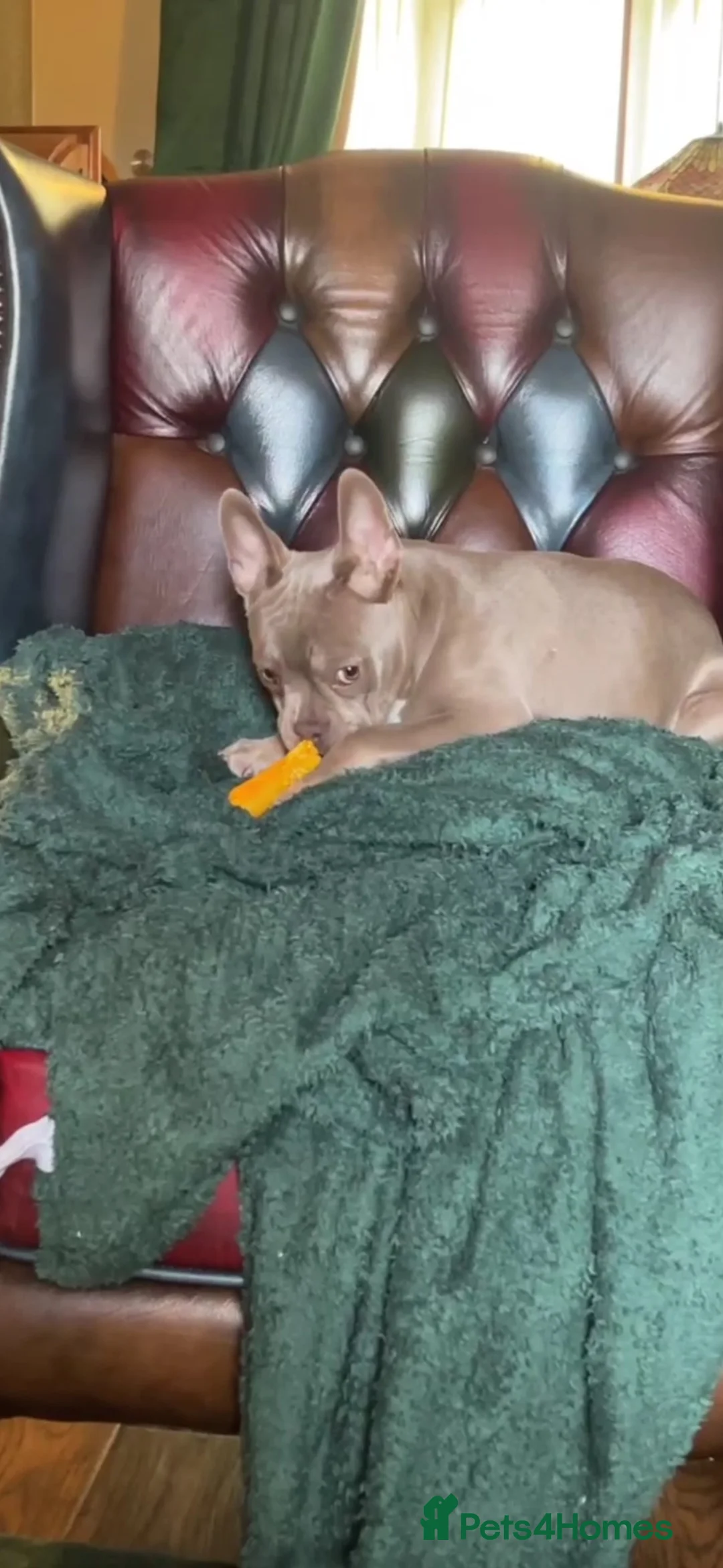 French Bulldog dogs for sale: French bulldog - Advert 4