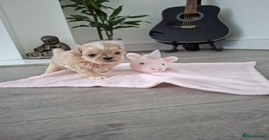 Shih Tzu dogs - Advert 4