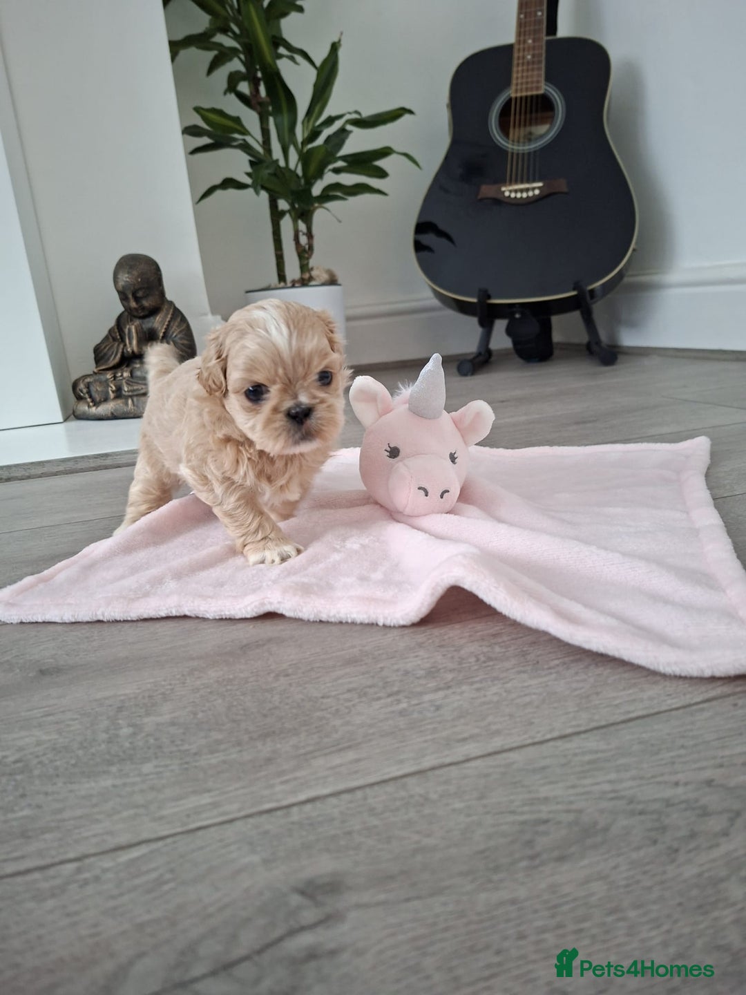 Shih Tzu dogs for sale: Stunning kc imperial shih tzus - Image 6