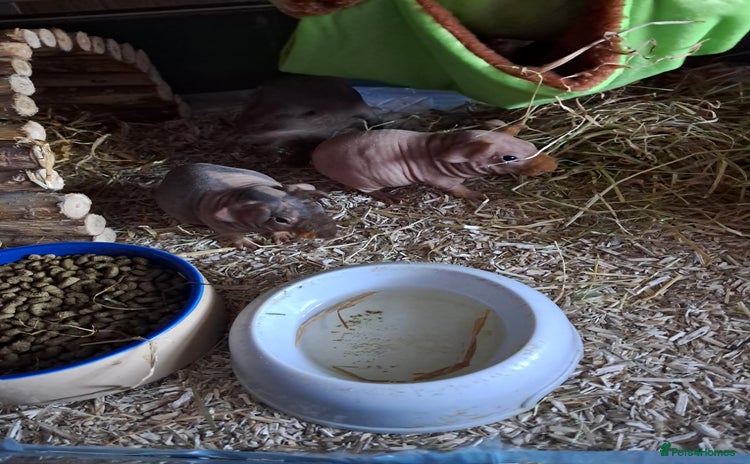 Guinea Pig rodents BEAUTIFUL BABY SKINNY PIGS  - Advert 13