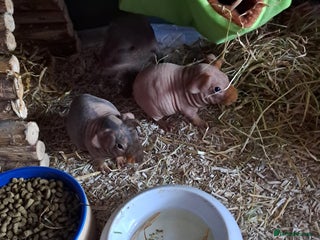 Guinea Pig rodents BEAUTIFUL BABY SKINNY PIGS - Advert 12