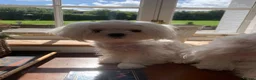 Maltese dogs for sale: MINIATURE MALTESE - Advert 10