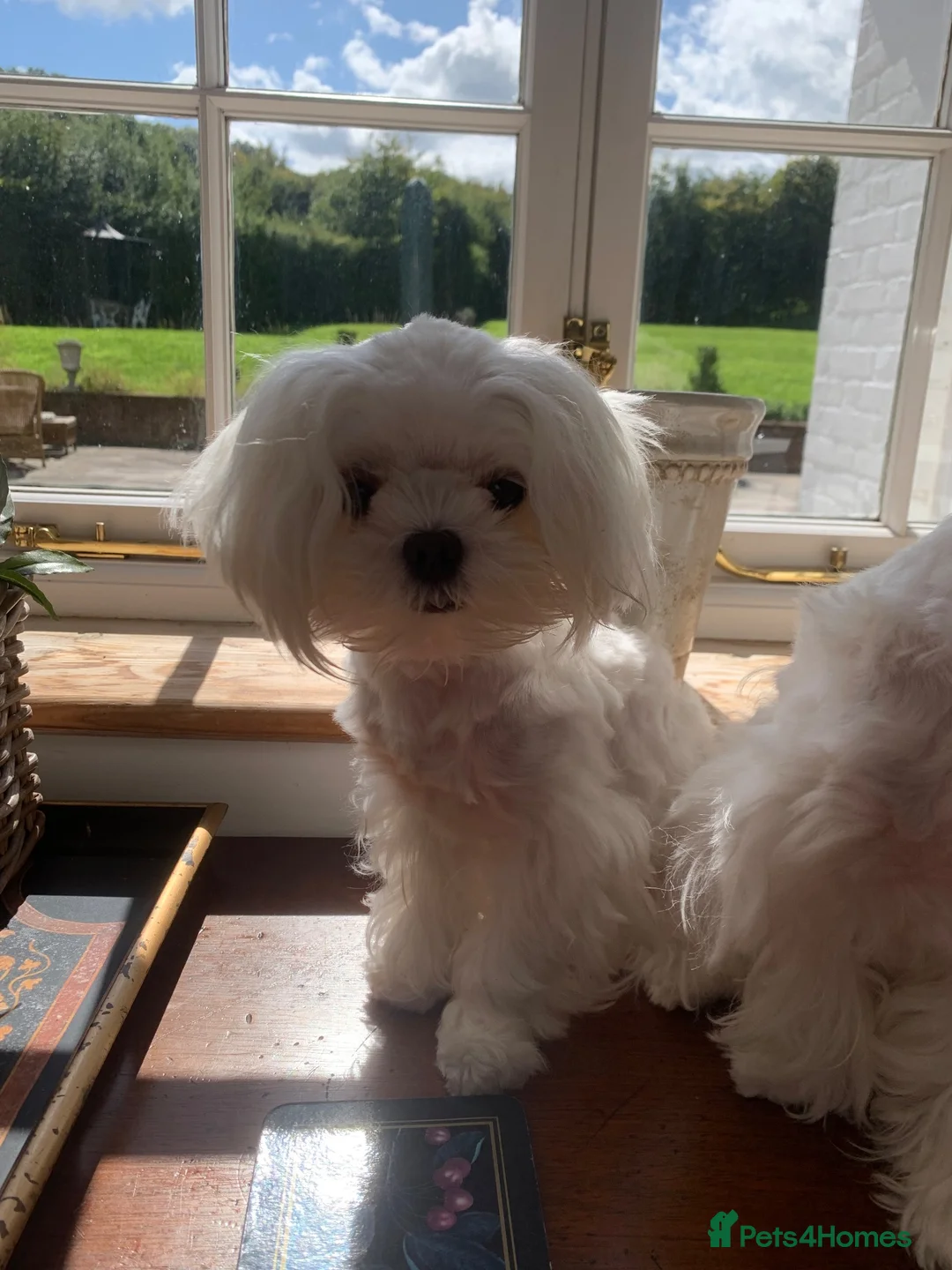 Maltese dogs for sale: MINIATURE MALTESE - Advert 10