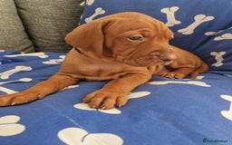 Hungarian Vizsla dogs for sale: Hungarian Vizsla KC Registered - Image 11