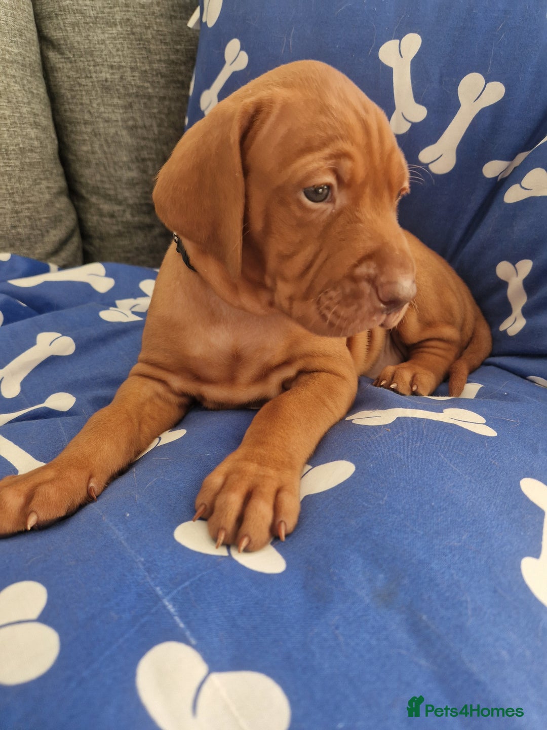 Hungarian Vizsla dogs for sale: Hungarian Vizsla KC Registered - Image 11