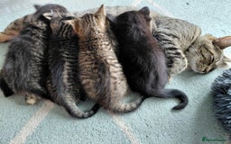 Maine Coon cats for sale: Fluffy shiny half maine coon - Image 5