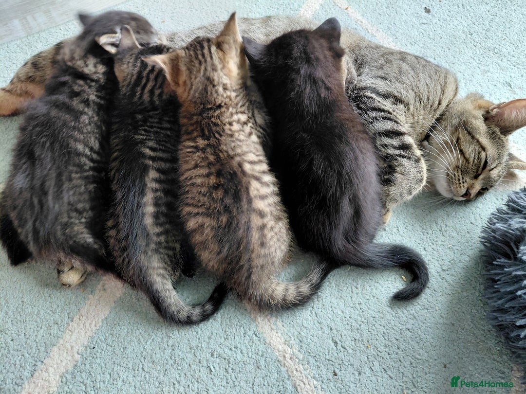 Maine Coon cats for sale: Fluffy shiny half maine coon - Image 5