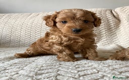 Cockapoo dogs for sale: Exquisite F2bb cockapoo pups - Image 4