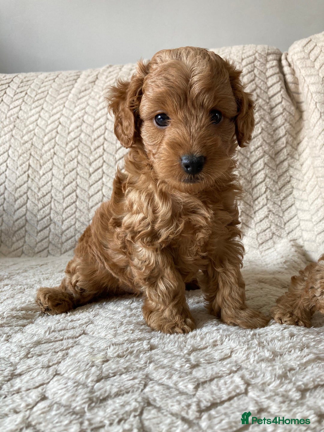 Cockapoo dogs for sale: Exquisite F2bb cockapoo pups - Image 4