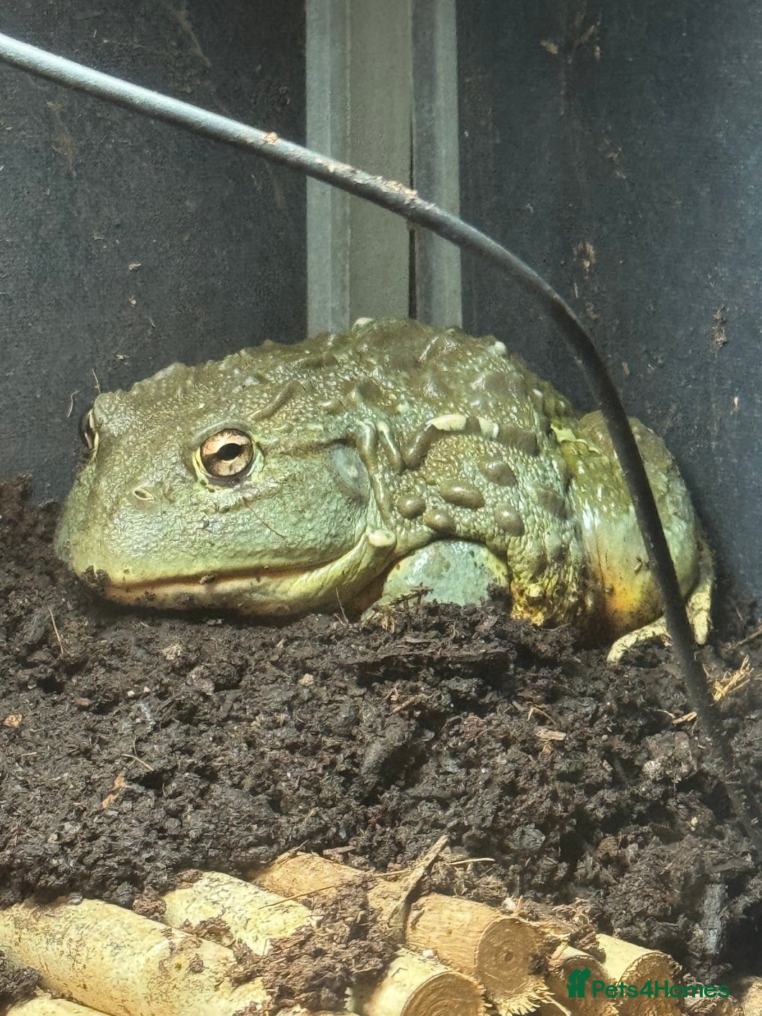 Frog reptiles for sale: Giant African Bullfrog - Advert 4