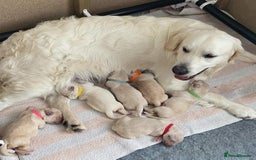 Golden Retriever dogs for sale: Available for STUD - Image 8