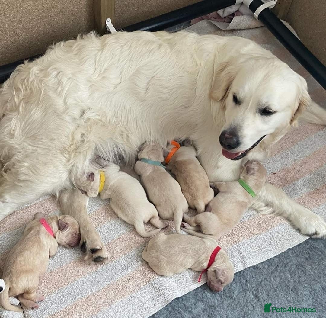 Golden Retriever dogs for sale: Available for STUD - Image 8