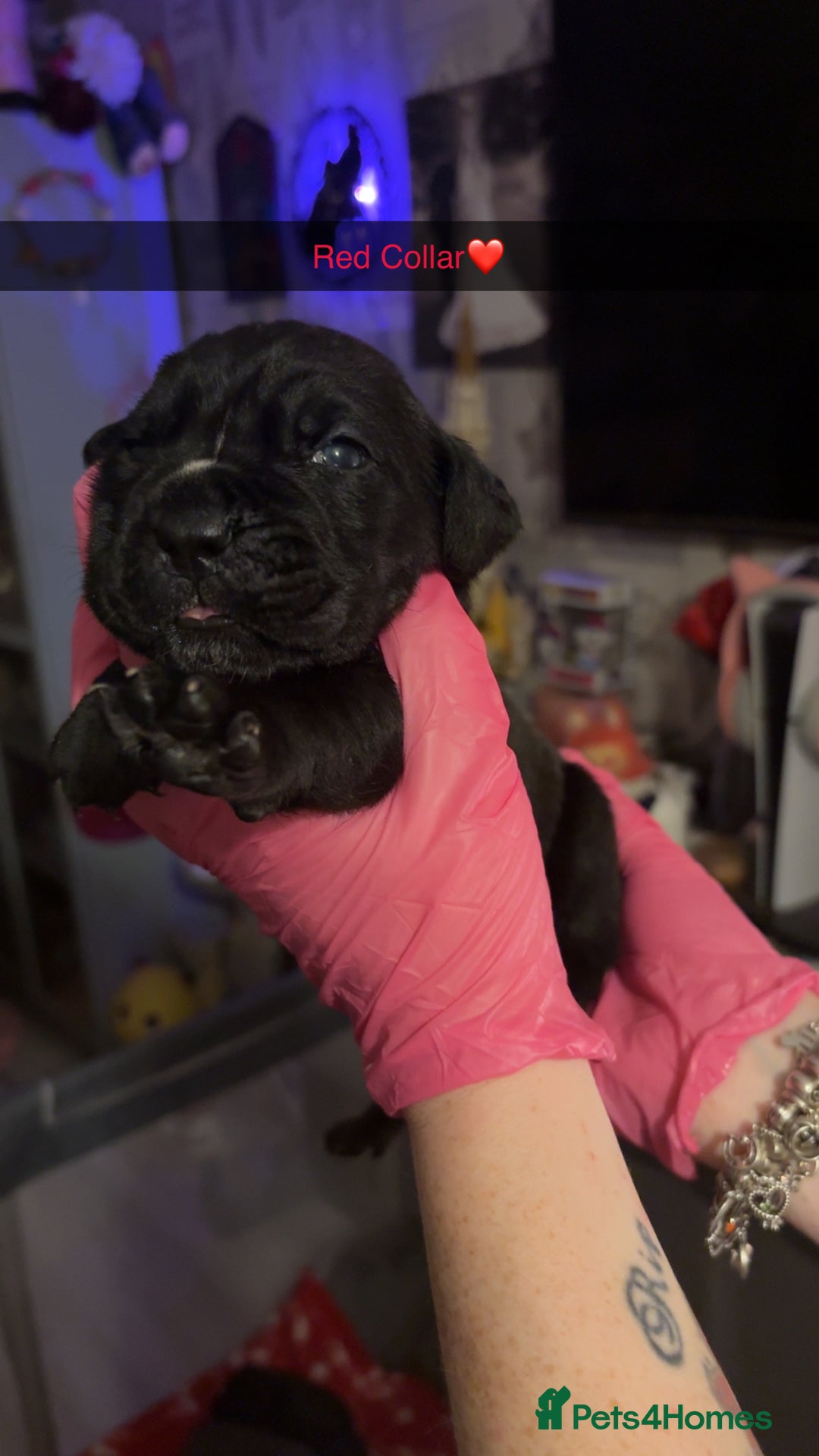 Cane Corso dogs for sale: 10 beautiful girls  - Advert 10