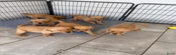 Goldador dogs for sale: GORGEOUS GOLDADORS  - Advert 13