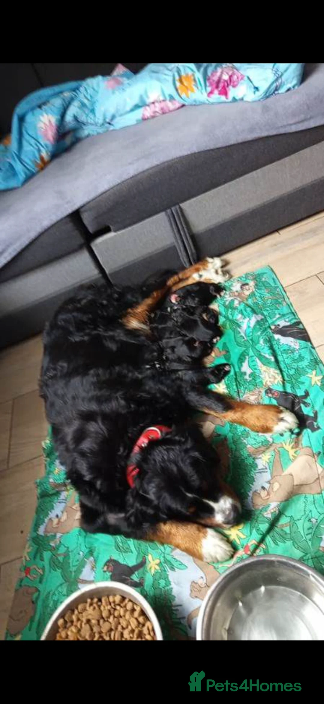 Bernese Mountain Dog dogs for sale: Bernese Mountain Dog - Advert 2