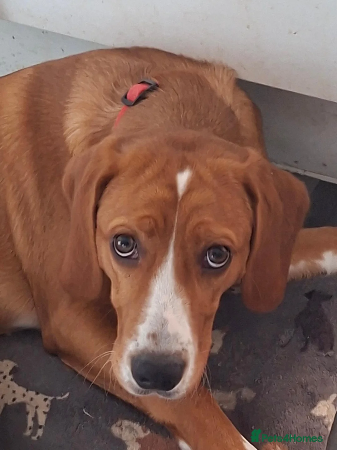 Cockerdor dogs for sale: Duke looking for new home. in Cheltenham - Advert 2