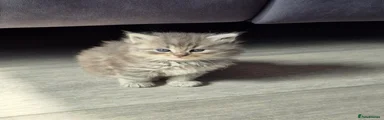 Siberian Kitten 4