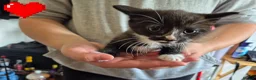 Mixed Breed cats for sale: 7 kittens looking for new loving homes - Advert 8