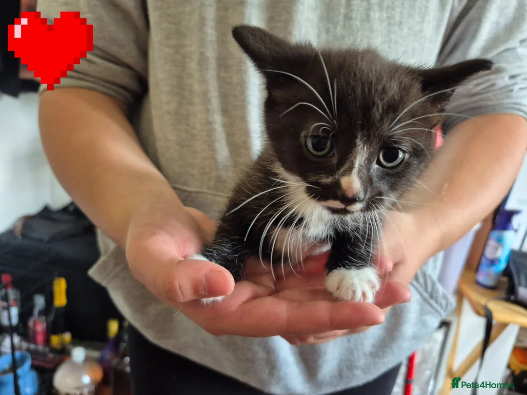 Mixed Breed cats for sale: 7 kittens looking for new loving homes - Advert 8