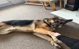 German Shepherd dogs for sale: 💙 German Shepherd Looking for His Forever Home 💙 - Image 2