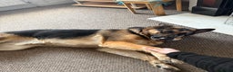 German Shepherd dogs for sale: 💙 German Shepherd Looking for His Forever Home 💙 - Advert 3