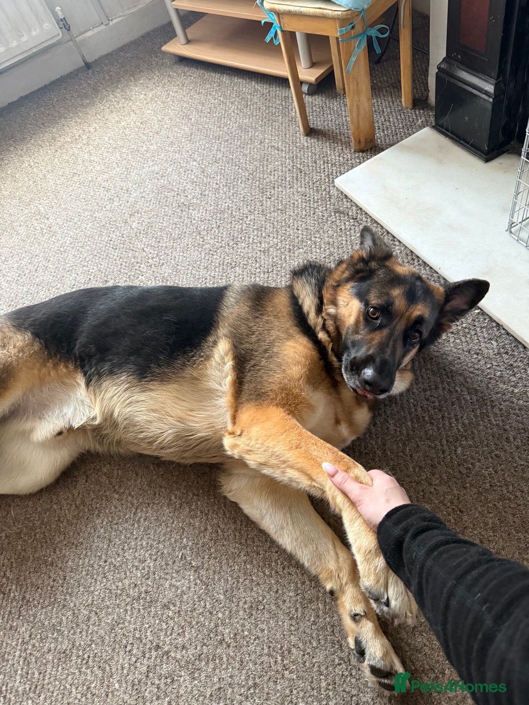 German Shepherd dogs for sale: 💙 German Shepherd Looking for His Forever Home 💙 - Image 2