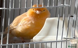 Canaries birds for sale: Canary Female & birdcage toys & food - Image 1
