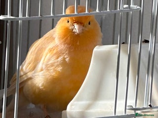 Canaries birds - Advert 3