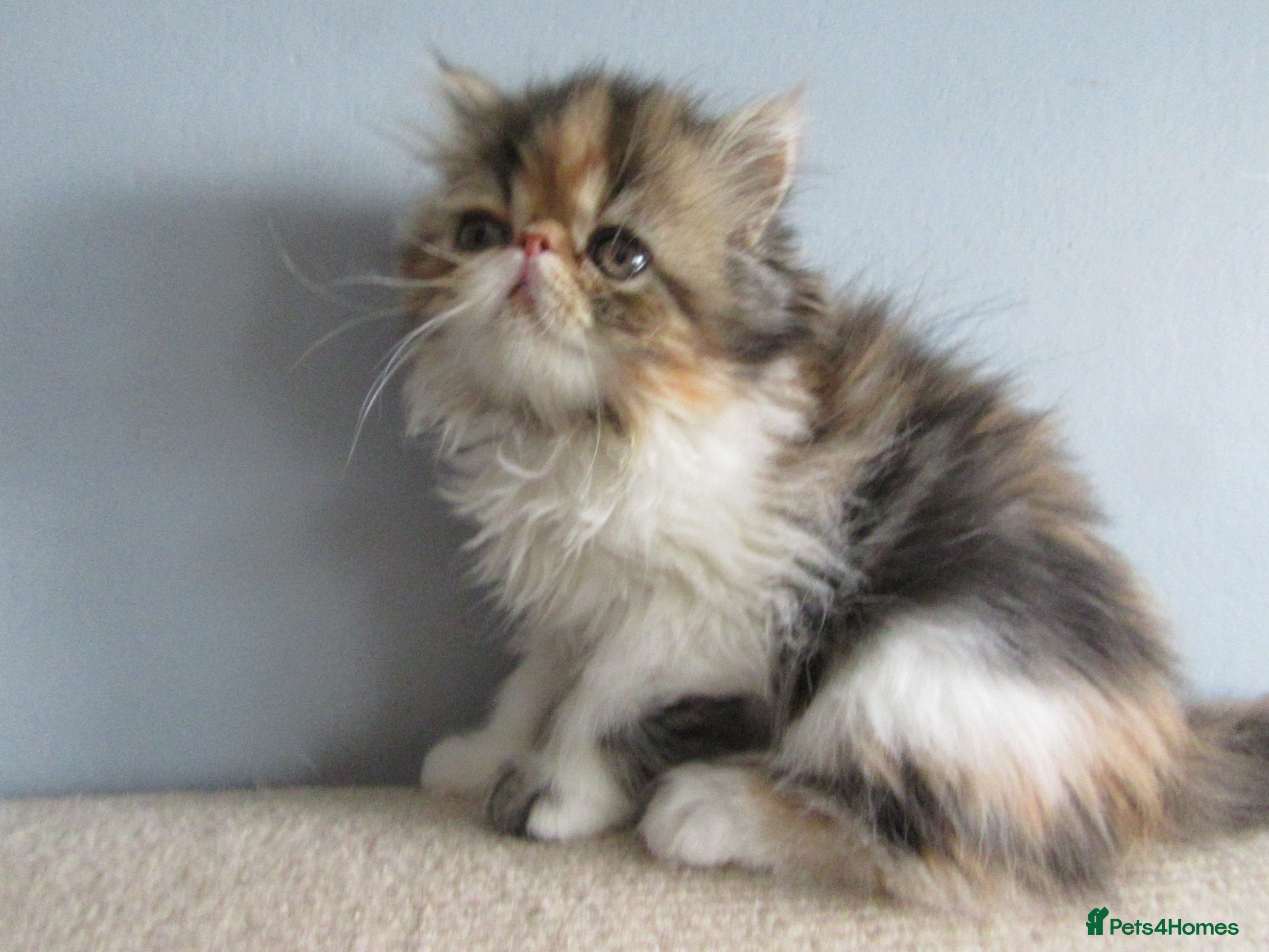 Persian cats for sale: Pedigree Persian female kitten - Advert 3