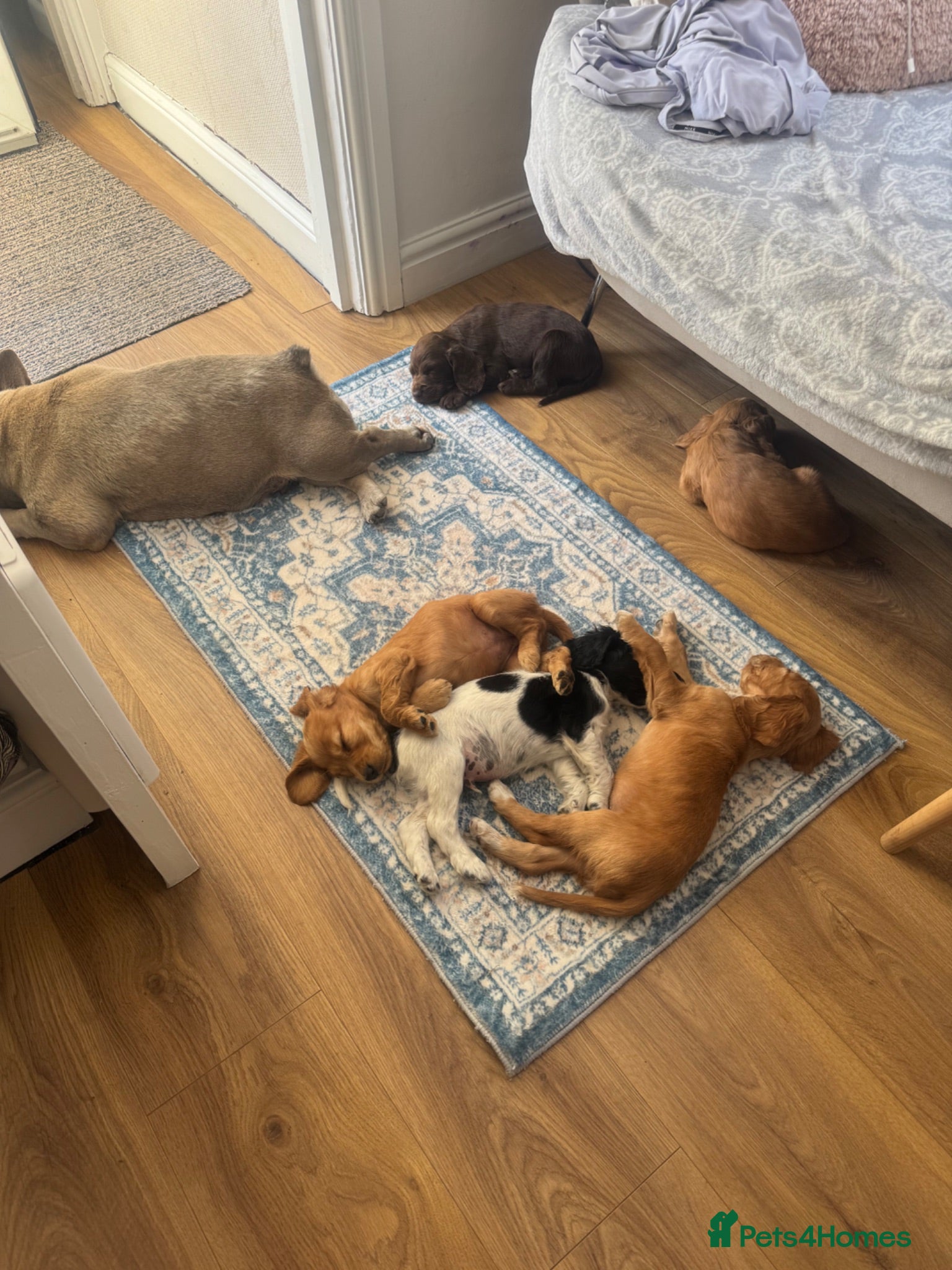 Cocker Spaniel dogs Beautiful litter of cocker spaniel puppies - Advert 2