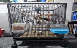 Parakeets birds for sale: Kakariki+Cage+toys+foods+bath+multivitamins+sprays - Image 5