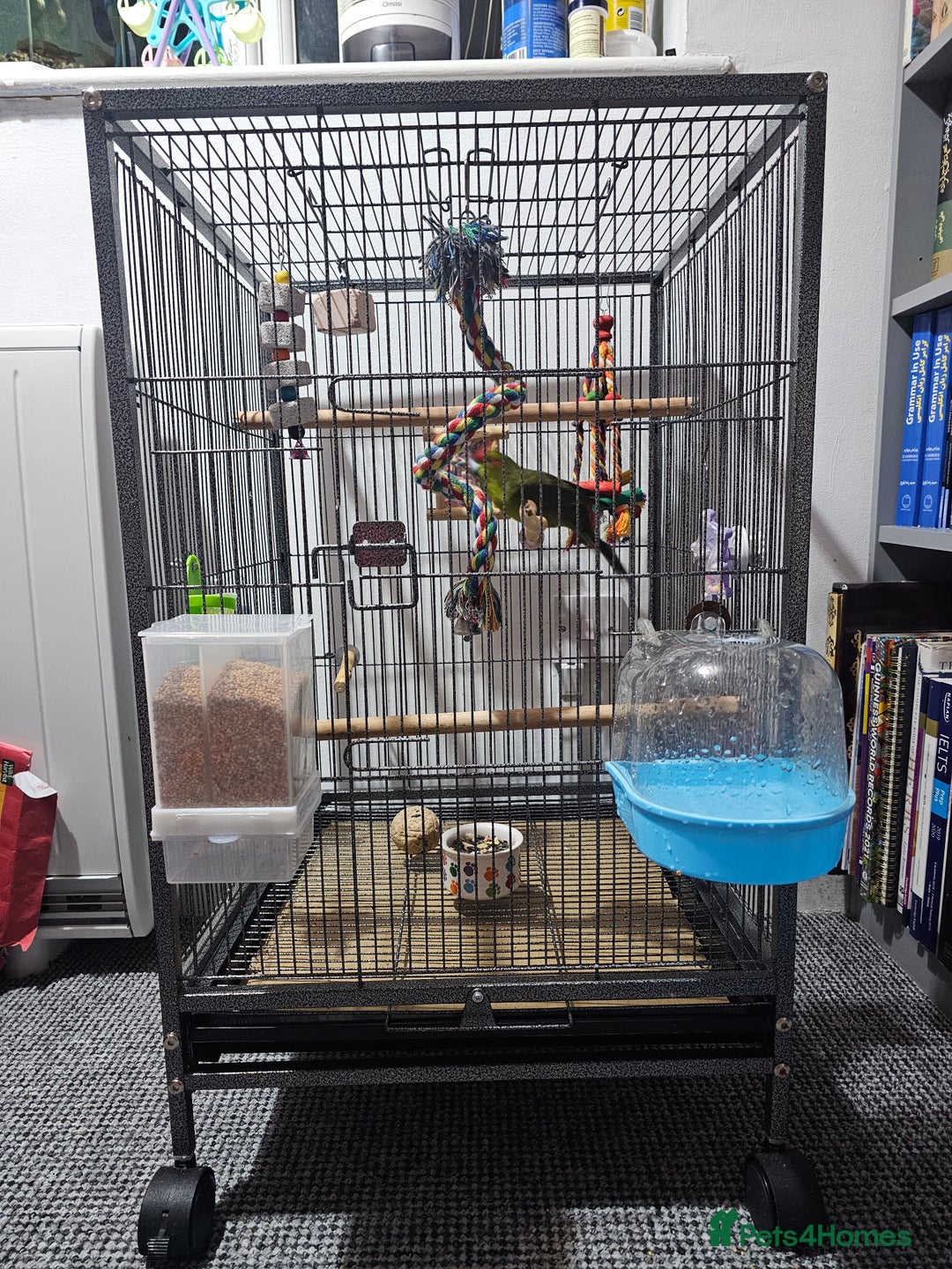 Parakeets birds for sale: Kakariki+Cage+toys+foods+bath+multivitamins+sprays - Image 5