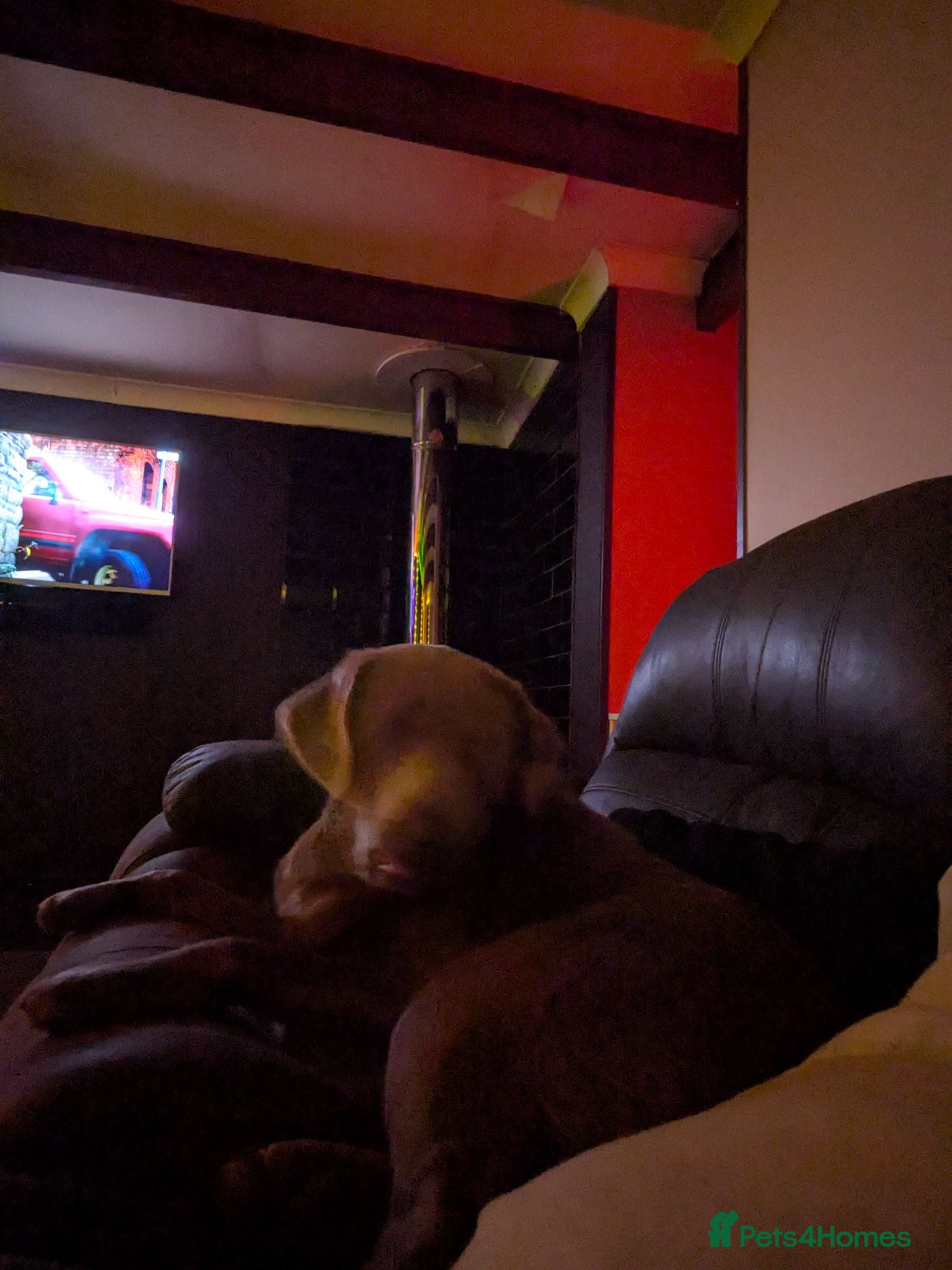 Labrador Retriever dogs For a good home - Advert 1
