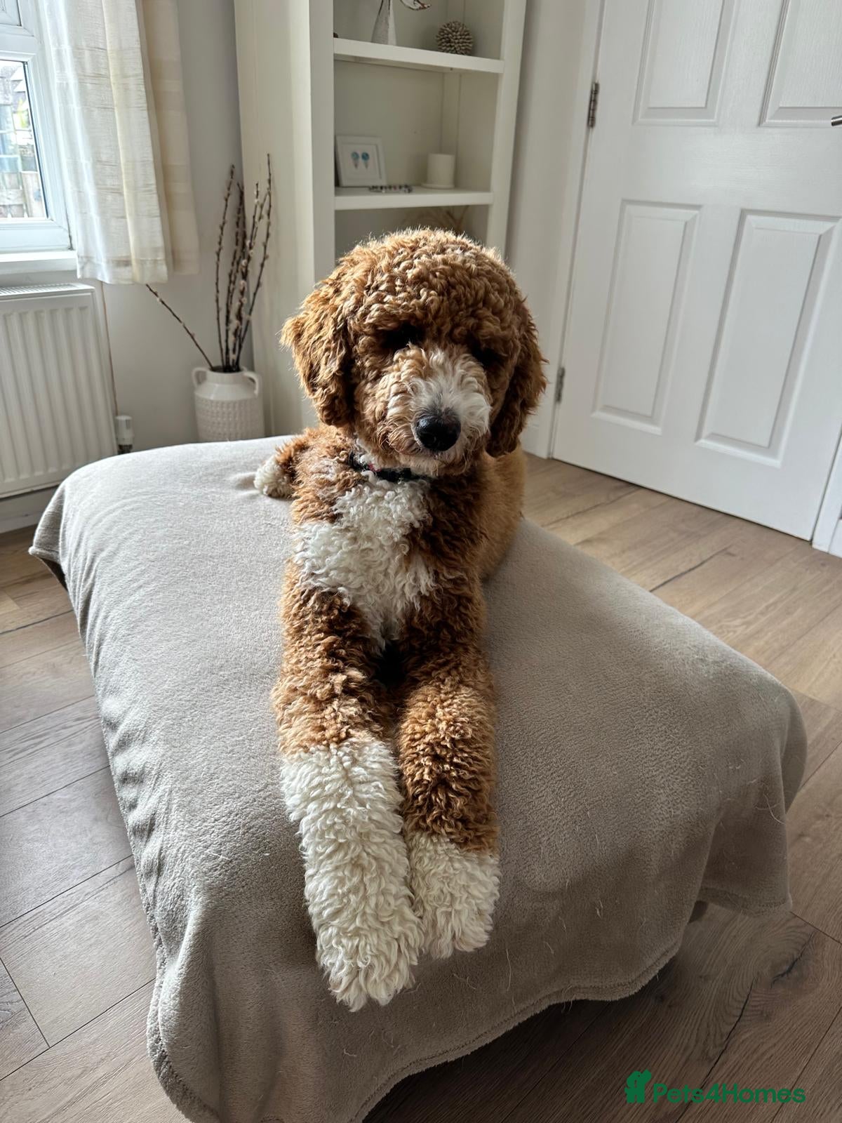 Goldendoodle dogs Outstanding Double Doodles  - Advert 2