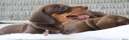 Miniature Dachshund dogs for sale: KC HEALTH TESTED MINIATURE DACHSHUNDS- LICENSED  - Advert 16