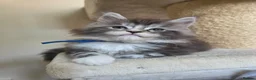 Maine Coon cats for sale: Outstanding Quality shaded line Boys - Advert 9