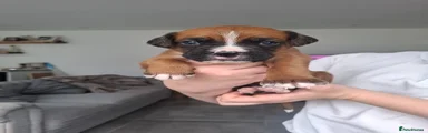 Boxer Puppy 5