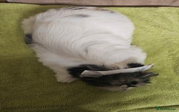 Biewer Terrier dogs for sale: Last girl Pure Biewer yorkshire terrier  - Image 9