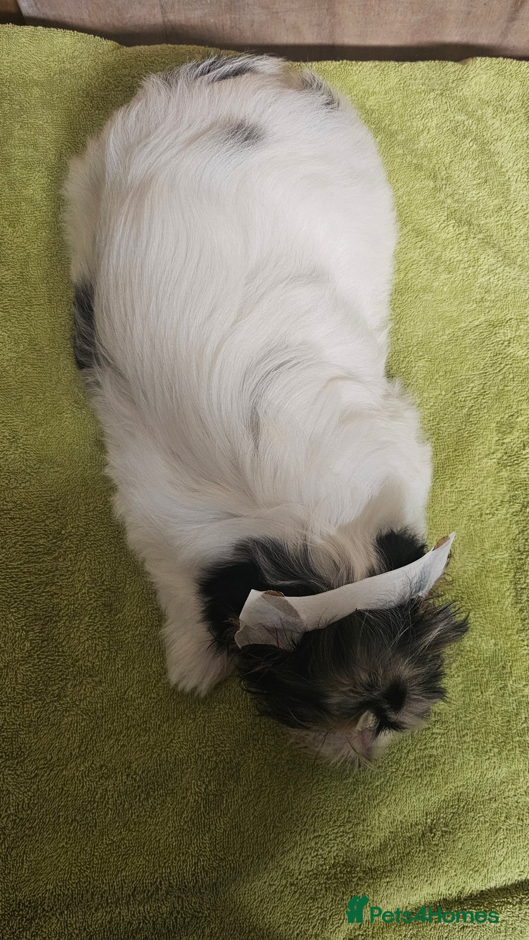 Biewer Terrier dogs for sale: Last girl Pure Biewer yorkshire terrier  - Image 9
