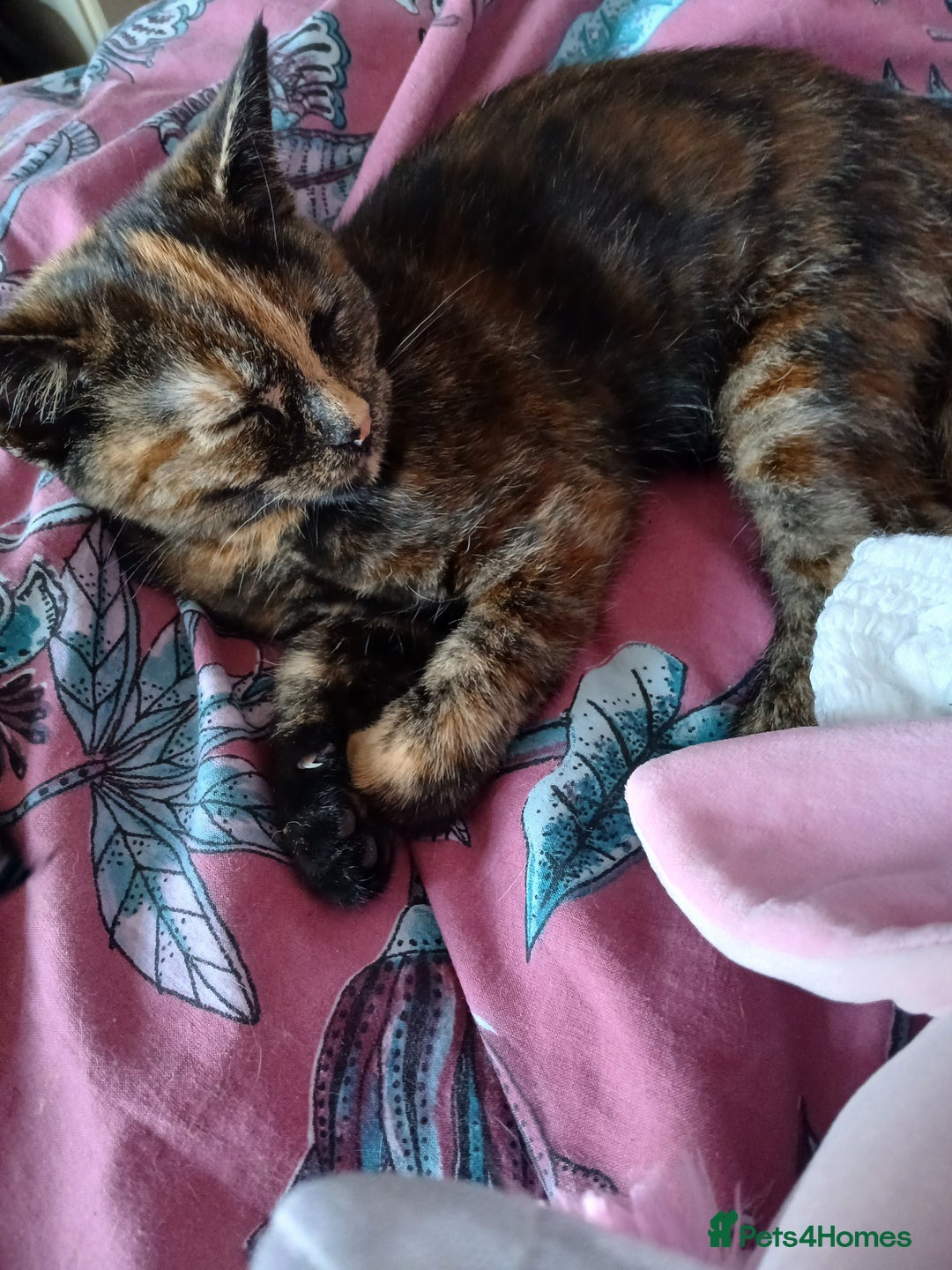 Mixed Breed cats for sale: 2 beautiful female lovely kittens and playfull - Image 4