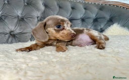 Miniature Dachshund dogs for sale: Miniature Dachshund Puppies ONE LEFT - Image 21
