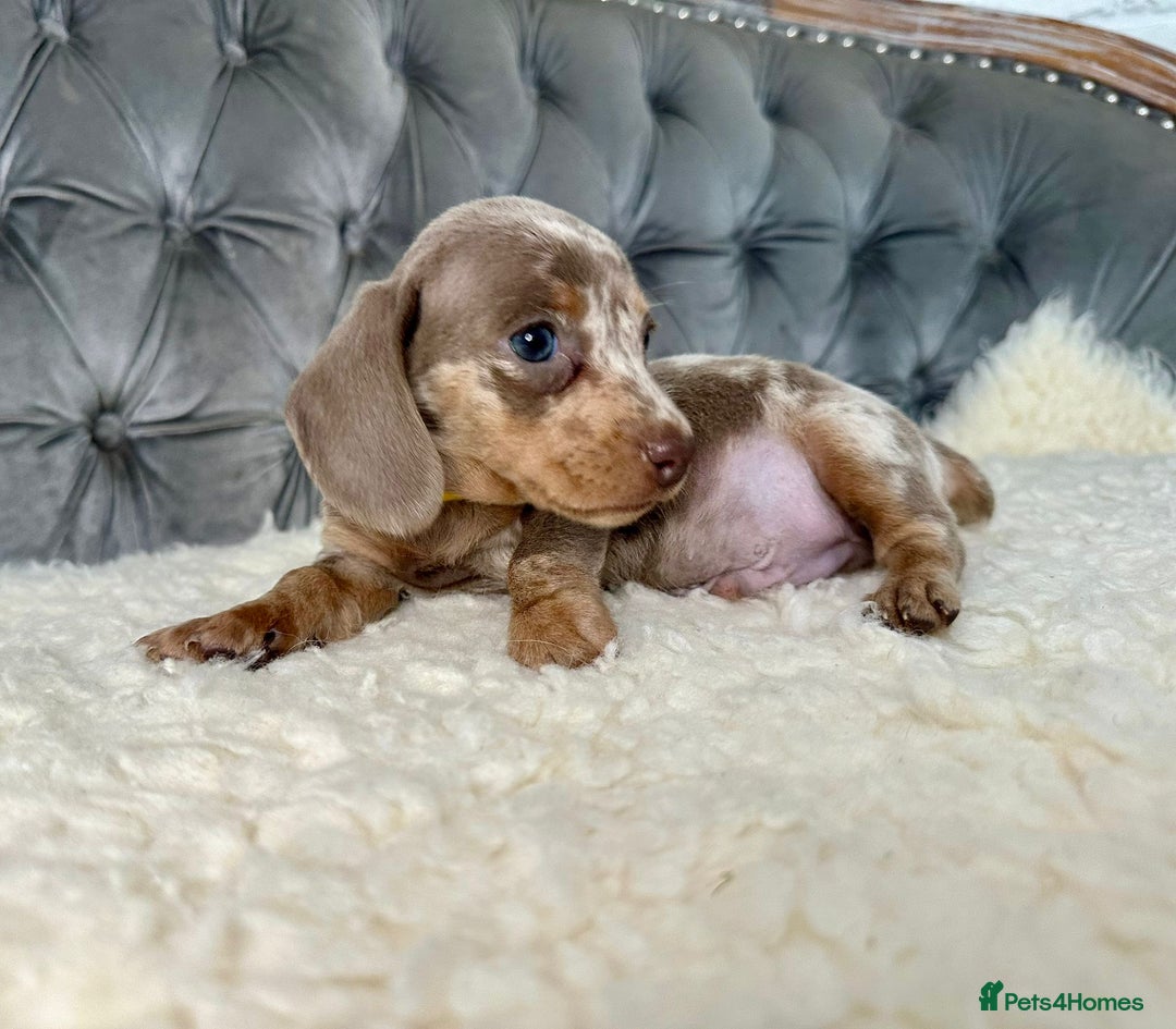 Miniature Dachshund dogs for sale: Miniature Dachshund Puppies ONE LEFT - Image 21