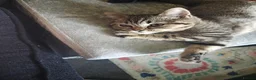 British Shorthair cats for sale: Nora  - Advert 3