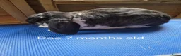 French Lop rabbits for sale: 6 show type french lops  - Advert 2