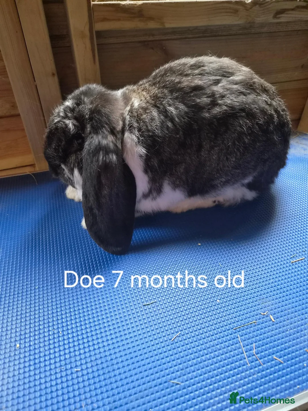 French Lop rabbits for sale: 6 show type french lops  - Advert 2