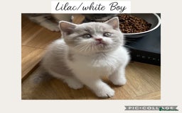 British Shorthair cats for sale: Beautiful GCCF British shorthair kittens - Image 8