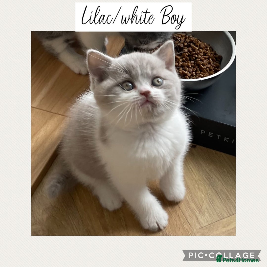 British Shorthair cats for sale: Beautiful GCCF British shorthair kittens - Image 8